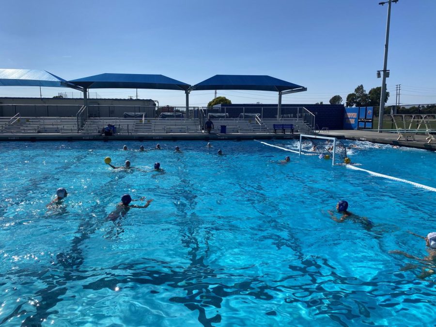 The Los Al Mens Varsity Water Polo Team at afternoon practice.