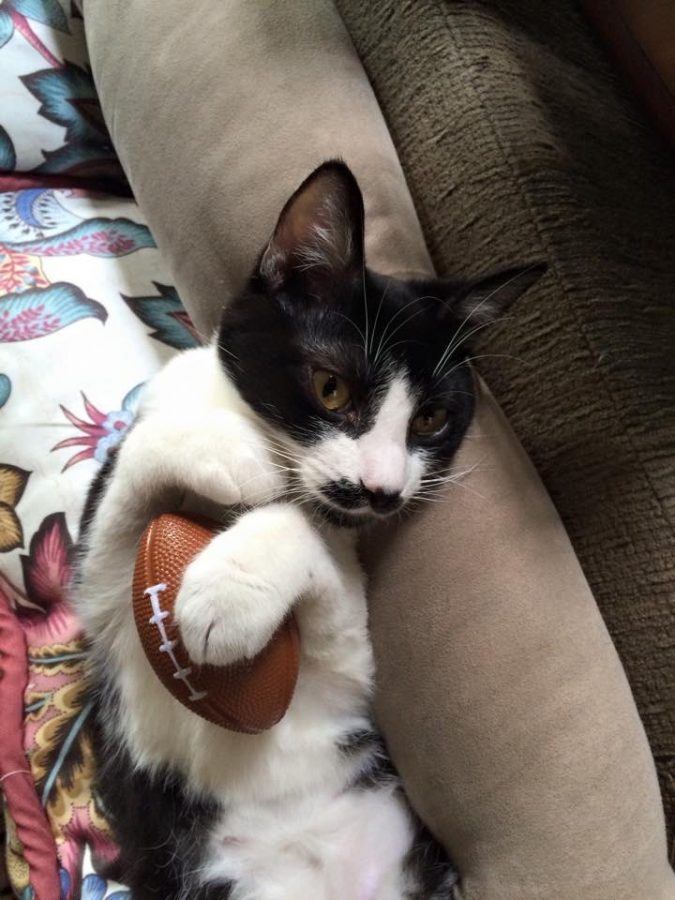 Cats at home are ready for some intense competition! (Photo Courtesy of Adalie Landa)