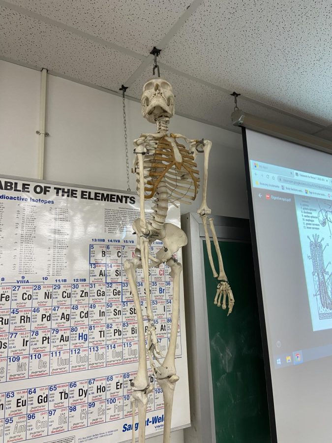 The real skeleton that hangs in Mrs. Rofes classroom; imagine learning about it in Advanced Anatomy.