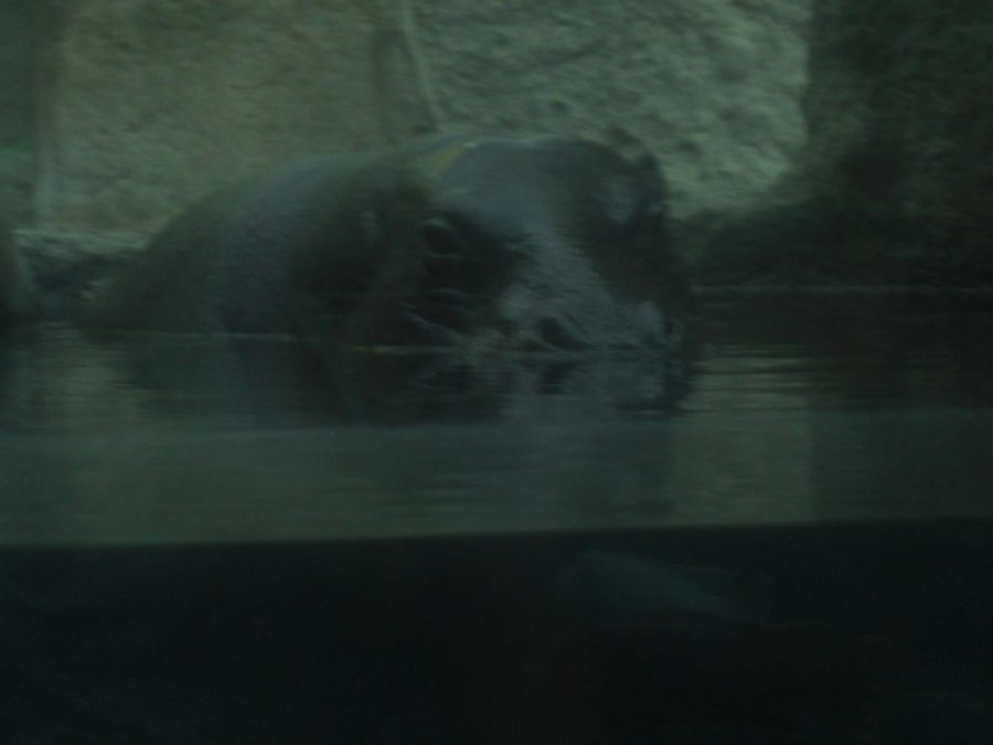 A photo of a hippo from San Diego Zoo (Not from Columbia.)