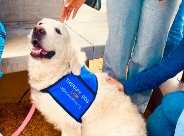 Orange County Animal Allies therapy dog Lumi was one of the many pups to visit the LAHS Oasis.