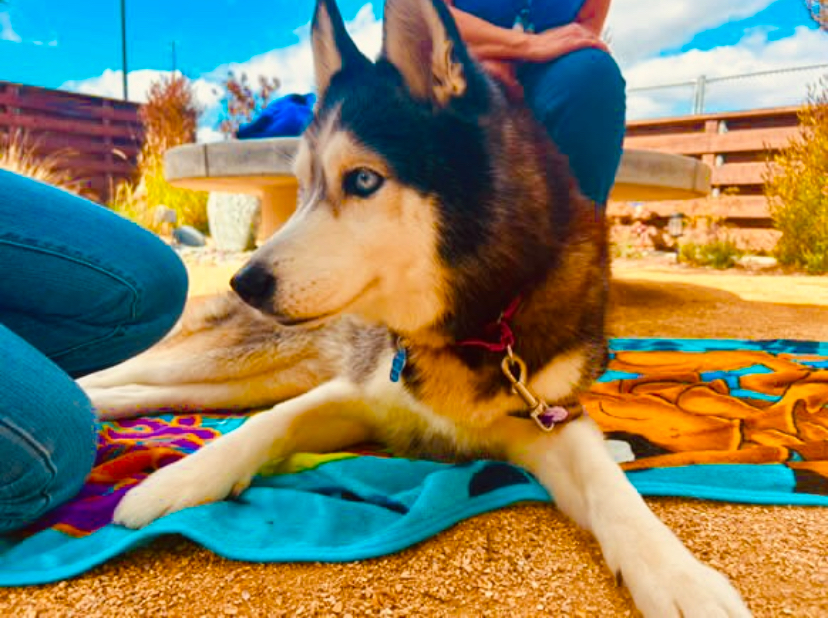 The puppies came to spread and promote kindness on campus between students, so Kindness Week provided the perfect opportunity to test them out with students. Lines of students out the WellSpace door were eager to meet the pups!