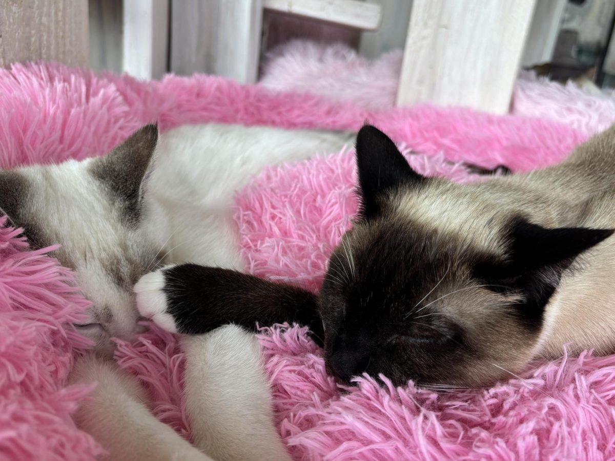 Two cats enjoy the comfortable bed provided by the lounge.