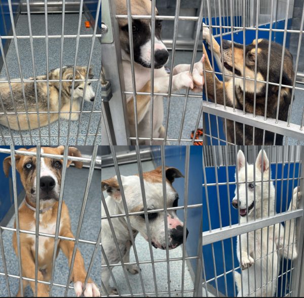 Restricting large and stereotyped dogs increases the amount of homeless canines
