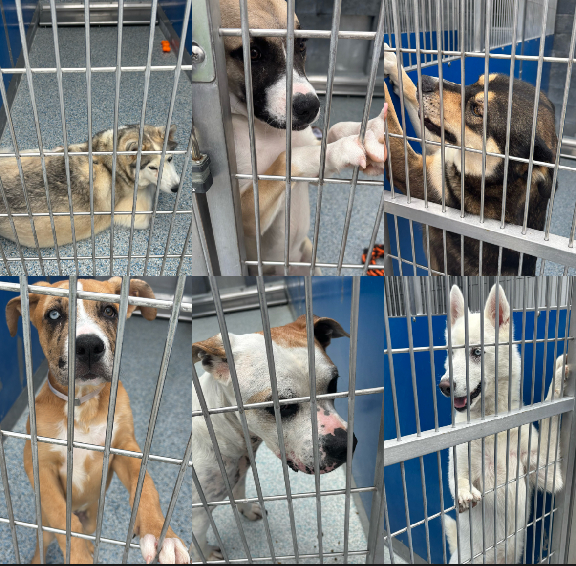 Restricting large and stereotyped dogs increases the amount of homeless canines