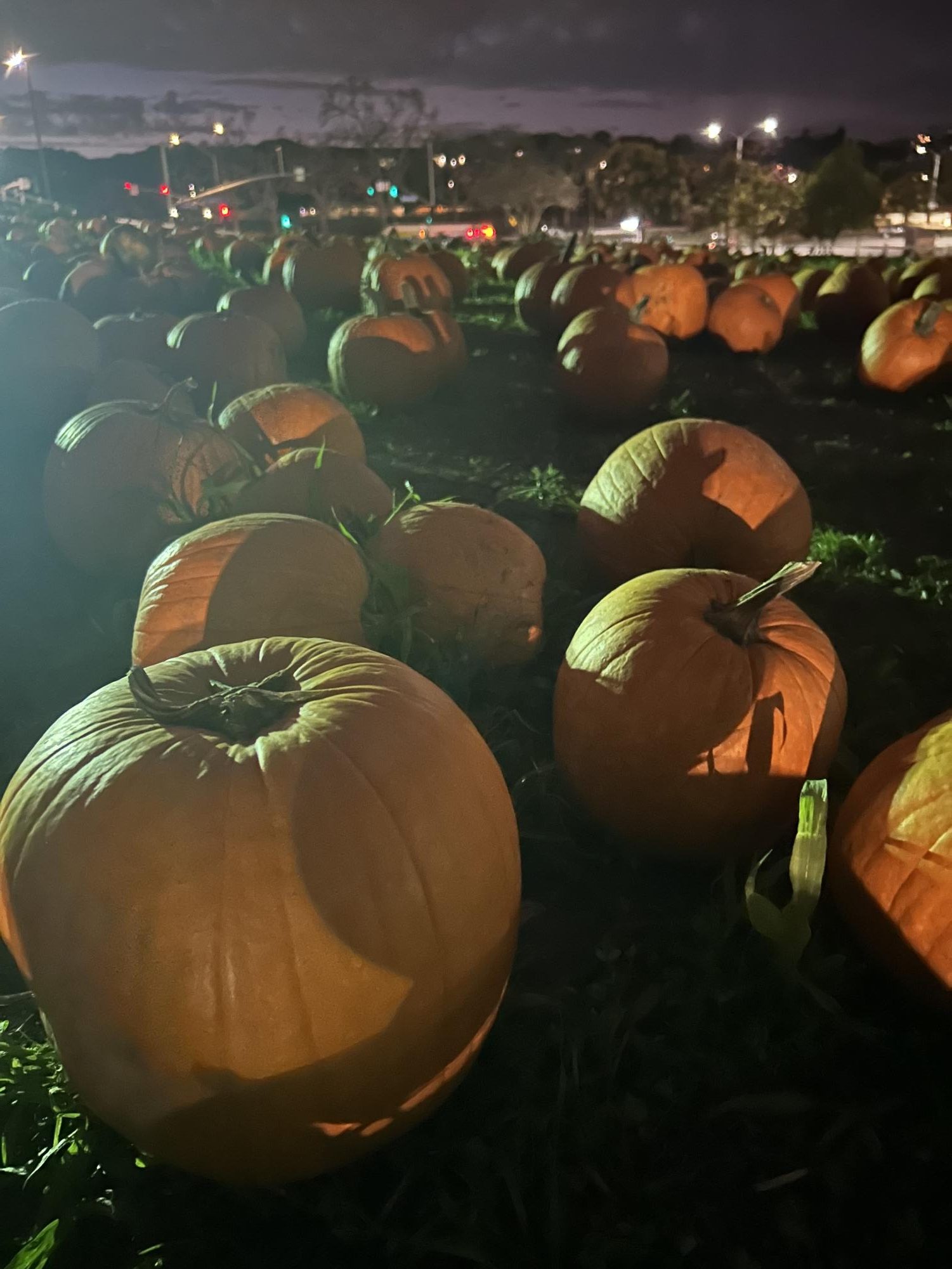 Pumpkins, patches and boo baskets — spooky season gifting made fun!