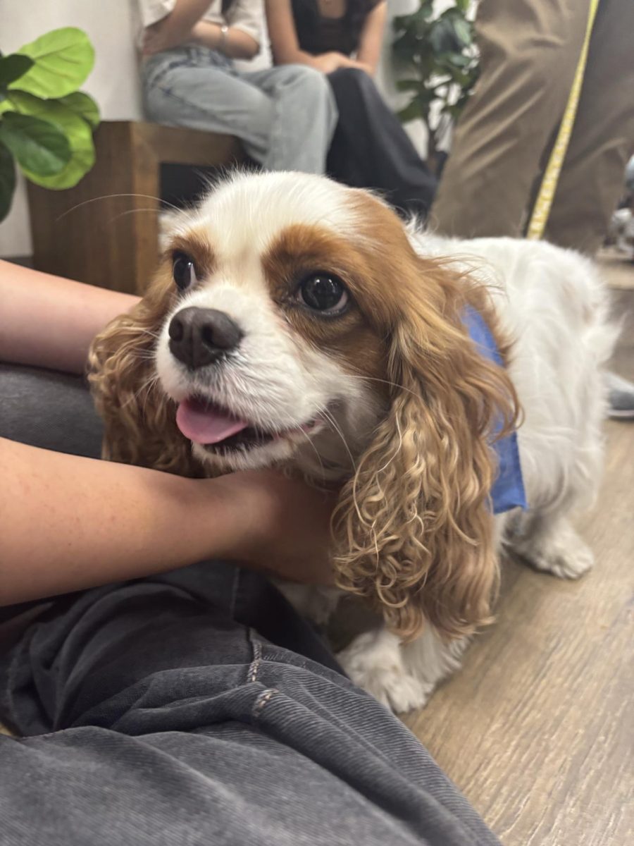The puppies visiting the WellSpace were all uniquely cute and filled with personality.