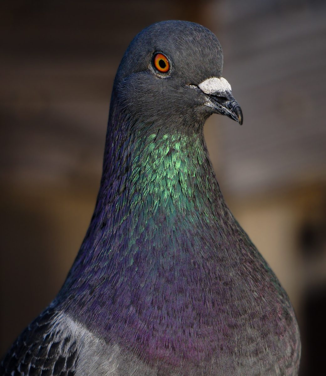 "Pigeon" was taken and submitted to the Griffin Gazette by LAHS junior Melia Rafuse.